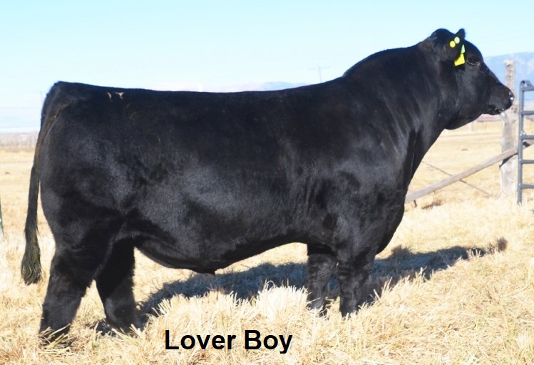 Sullivan Cattle Company Online Bid Sheet